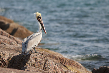 Brown pelican perched on  breakwater