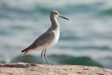 Tringa semipalmata perched on the rock on the beach