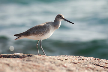Tringa semipalmata perched on the rock on the beach