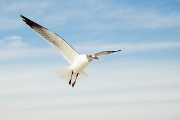 Chroicocephalus ridibundus flying on the texas beach