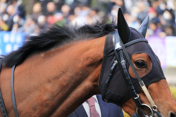 競走馬、クローズアップ