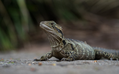 Focused dragon