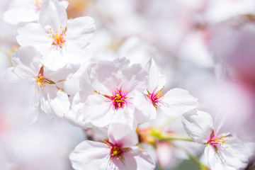Fototapeta premium 桜