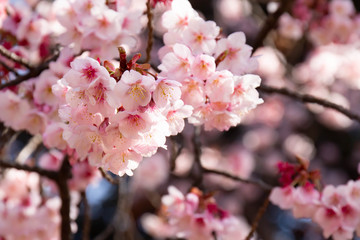 早咲きの河津桜のクローズアップ