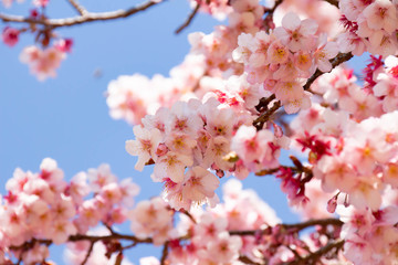 早咲きの河津桜のクローズアップ