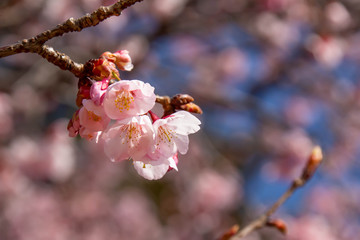 早咲きの河津桜のクローズアップ