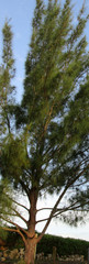 Tree and blue sky