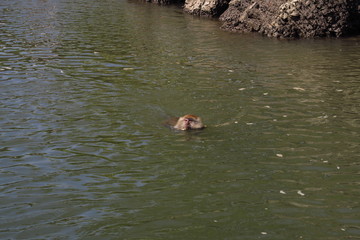 Singe nageant dans la mer