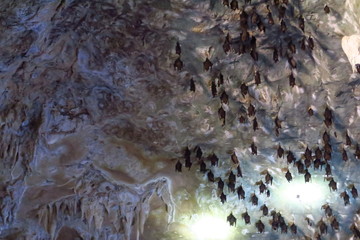 Chauve-souris dans une grotte