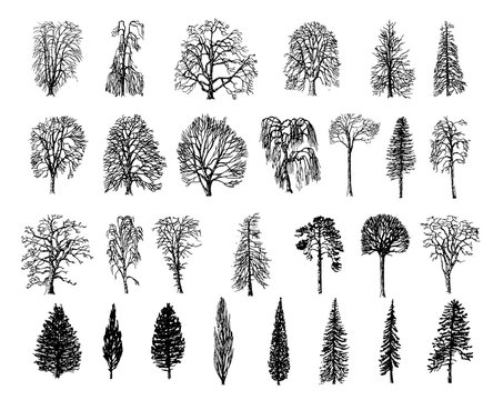 Trees Line Drawing Images – Browse 584,636 Stock Photos, Vectors, And Video  | Adobe Stock