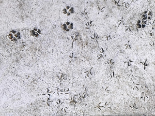 Foot Prints of Dogs and Birds on Concrete Floor
