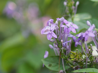 purple flower on blur background beautiful nature