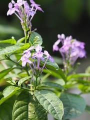 purple flower on blur background beautiful nature