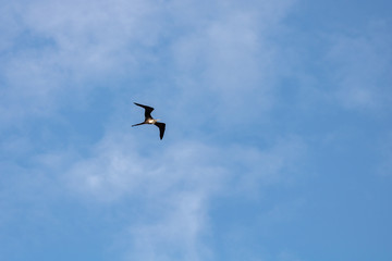 Seagull flying in the blue gradient sky