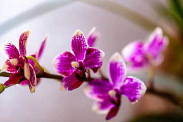 ORCHIDS FLOWERS ORCHID FLOWER