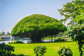 Mushroom shaped banyan tree against green grass field and blue sky background. Banyan is a plant that grows on another plant, when its seed germinates in a crack or crevice of a host tree or edifice.