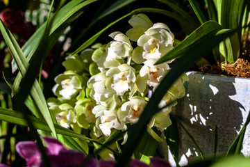 ORCHIDS FLOWERS ORCHID FLOWER