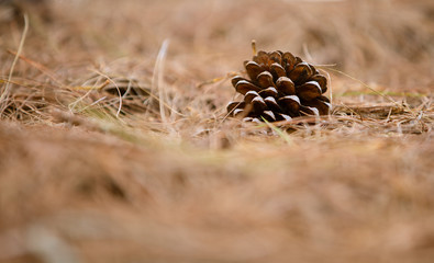 pine cone tree on ground