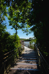 wooden bridge in forest