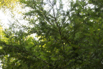 Pine Tree Branches