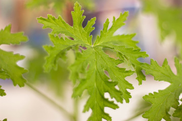 planta de citronela