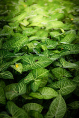 background of green leaves