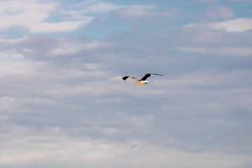 Seagull flying in the blue gradient sky