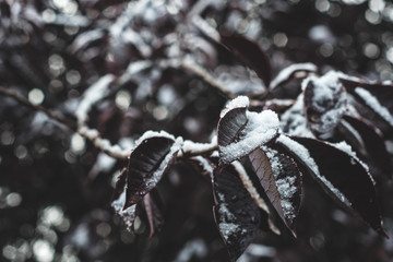Snow and Ice on Dark Leafs