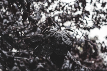 Snow and Ice on Dark Leafs