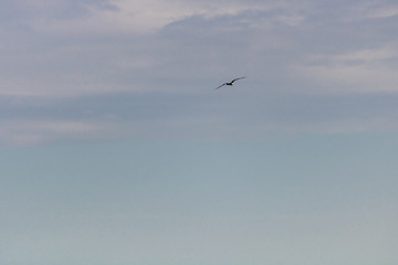 Seagull flying in the blue gradient sky