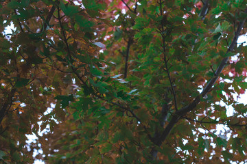 Green Leafs on Tree Branches