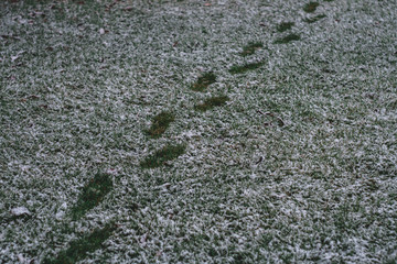 Steps in the Snow