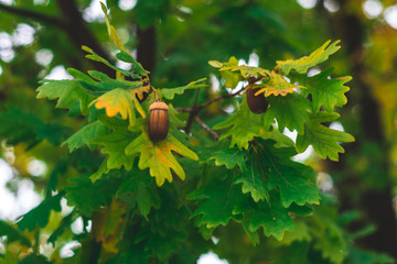 Acorns Resting on a Autumn Leaf