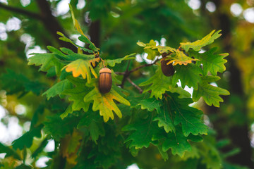 Acorns Resting on a Autumn Leaf