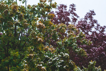 Colorful Tree Branches