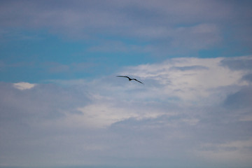 Fototapeta na wymiar Seagull flying in the blue gradient sky