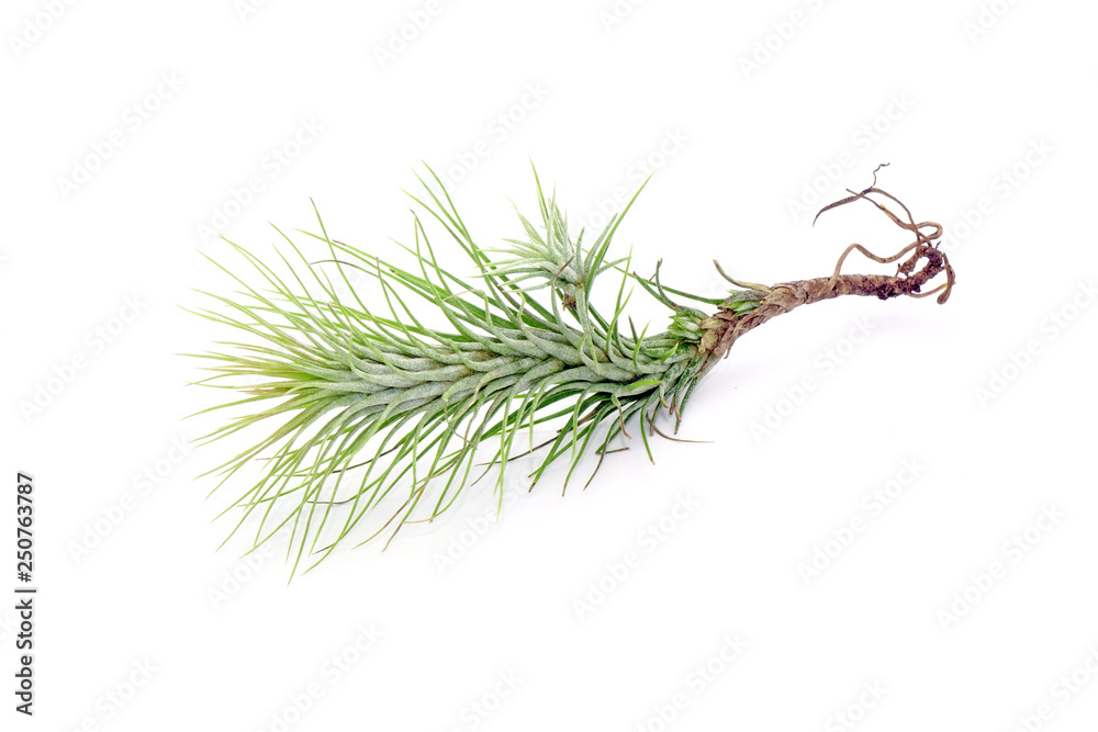 Wall mural Tillandsia isolated on white background.Tillandsia are careless and low maintenance ornamental plants that required no soil, only plenty of water, sunlight and good airflow. Fresh green Tillandsia.