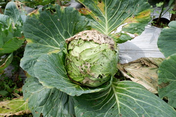 fresh cabbage vegetables