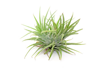 Tillandsia isolated on white background.Tillandsia are careless and low maintenance ornamental plants that required no soil, only plenty of water, sunlight and good airflow. Fresh green Tillandsia.