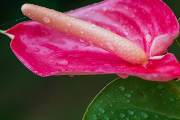 red anthurium with water drops