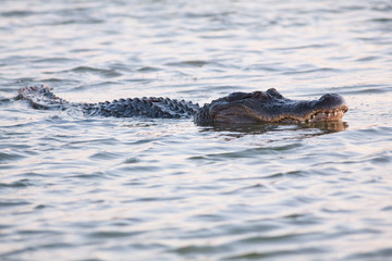 alligator swimming in the lake Port Aransas Texas
