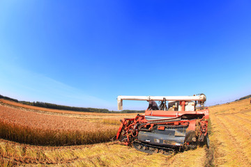 Harvester machine is harvesting rice
