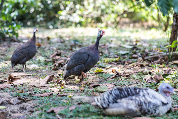 wild male turkey strutting feathers for females