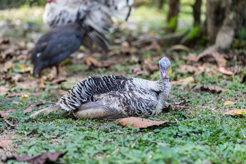 wild male turkey strutting feathers for females