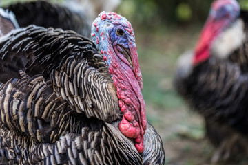 wild male turkey strutting feathers for females