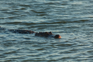 Obraz premium alligator swimming in the lake Port Aransas Texas