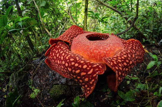 Rafflesia