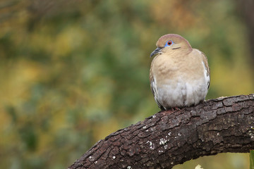 Zenaida asiatica perched on a trunk