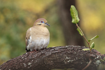Zenaida asiatica perched on a trunk