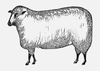 Vintage sheep illustration